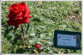 Un Giardino con Vista: Il Roseto Comunale, Gioiello dell'Aventino